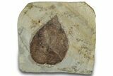 Fossil Mulberry Leaf (Morus) - Montana #305967-1